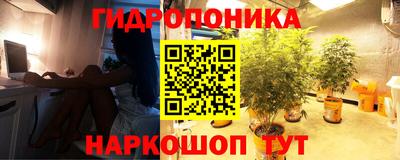 сатива Кингисепп