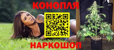 сатива Кингисепп
